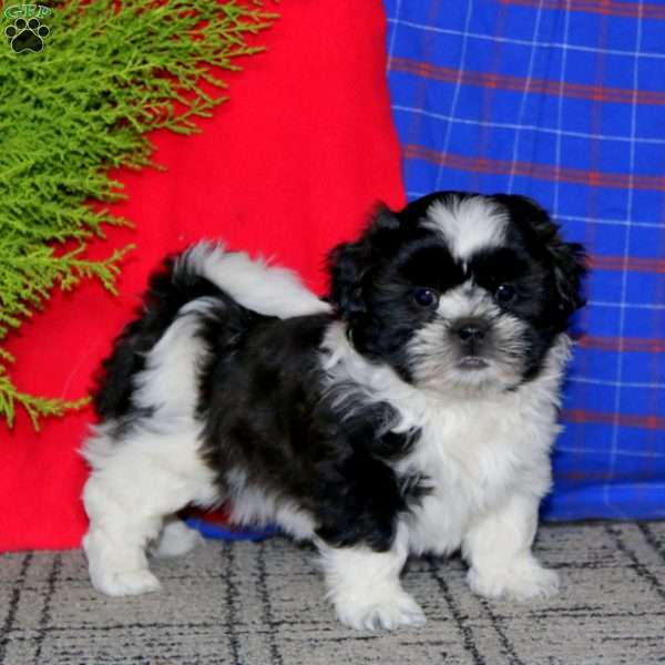 Karter, Shih Tzu Puppy