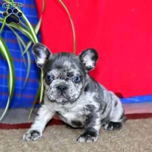 Karter, French Bulldog Puppy