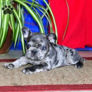 Karter, French Bulldog Puppy