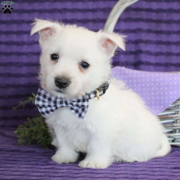 Kasper, West Highland Terrier Puppy