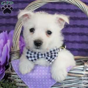 Kasper, West Highland Terrier Puppy