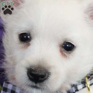 Kasper, West Highland Terrier Puppy