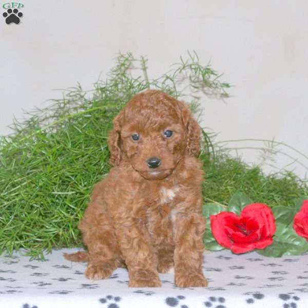 Kassie, Mini Goldendoodle Puppy