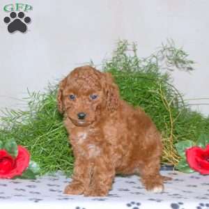 Kassie, Mini Goldendoodle Puppy