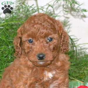 Kassie, Mini Goldendoodle Puppy