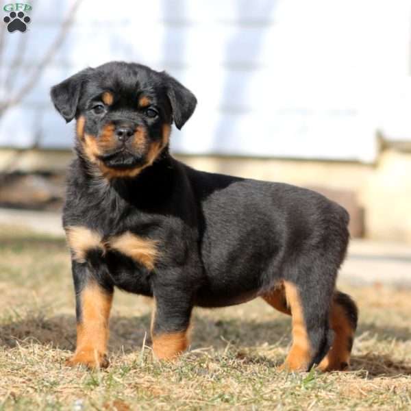 Kate, Rottweiler Puppy