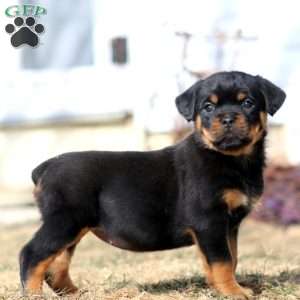 Kate, Rottweiler Puppy