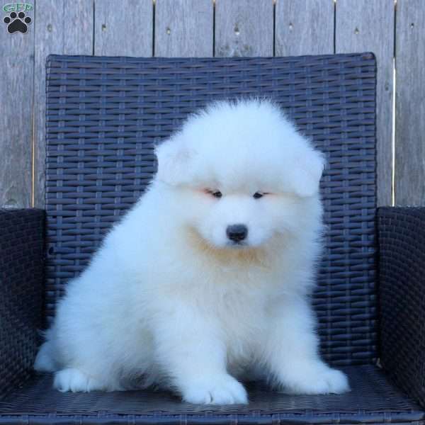 Katie, Samoyed Puppy