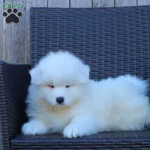 Katie, Samoyed Puppy