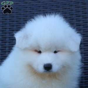 Katie, Samoyed Puppy