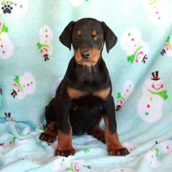 Kayla, Doberman Pinscher Puppy