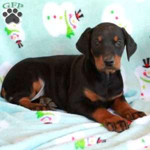 Kayla, Doberman Pinscher Puppy