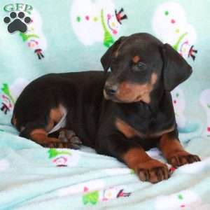 Kayla, Doberman Pinscher Puppy