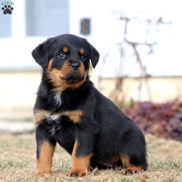 Kayla, Rottweiler Puppy