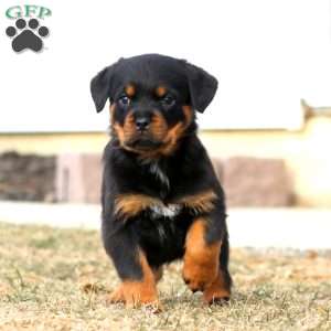 Kayla, Rottweiler Puppy