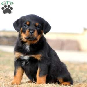 Kayla, Rottweiler Puppy