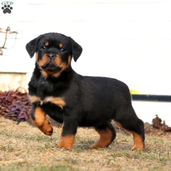 Kayson, Rottweiler Puppy