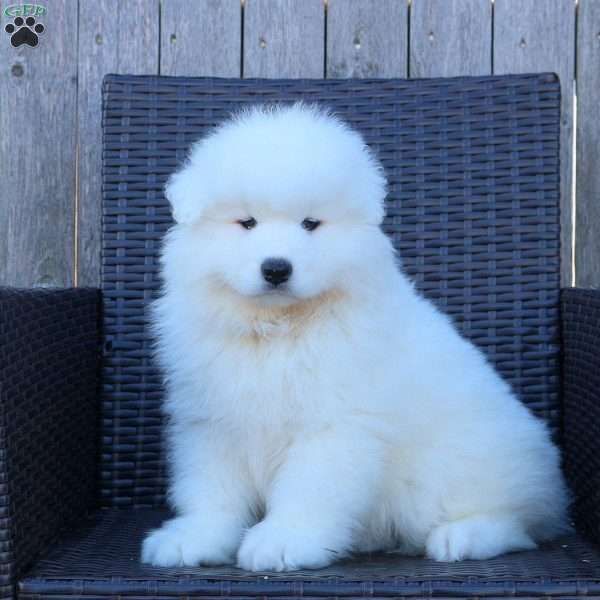 Kelly, Samoyed Puppy