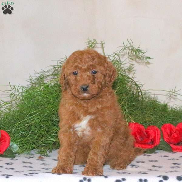 Kelly, Mini Goldendoodle Puppy