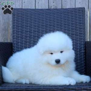 Kelly, Samoyed Puppy