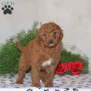 Kelly, Mini Goldendoodle Puppy