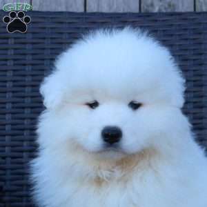 Kelly, Samoyed Puppy