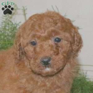 Kelly, Mini Goldendoodle Puppy