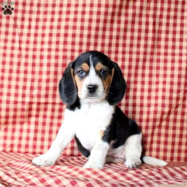 Kelly, Beagle Puppy