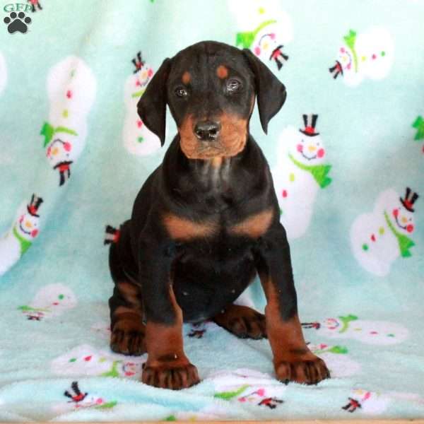 Kelsi, Doberman Pinscher Puppy