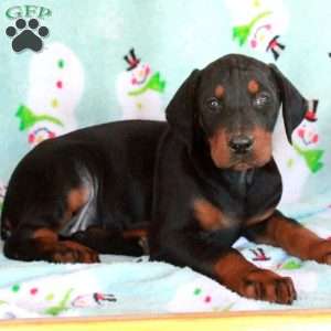 Kelsi, Doberman Pinscher Puppy