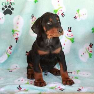 Kelsi, Doberman Pinscher Puppy