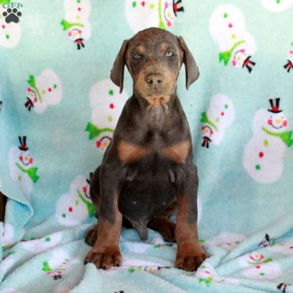 Kelso, Doberman Pinscher Puppy