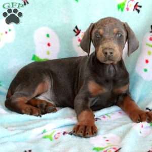 Kelso, Doberman Pinscher Puppy