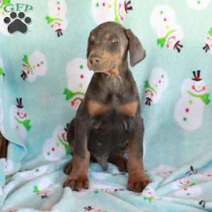 Kelso, Doberman Pinscher Puppy