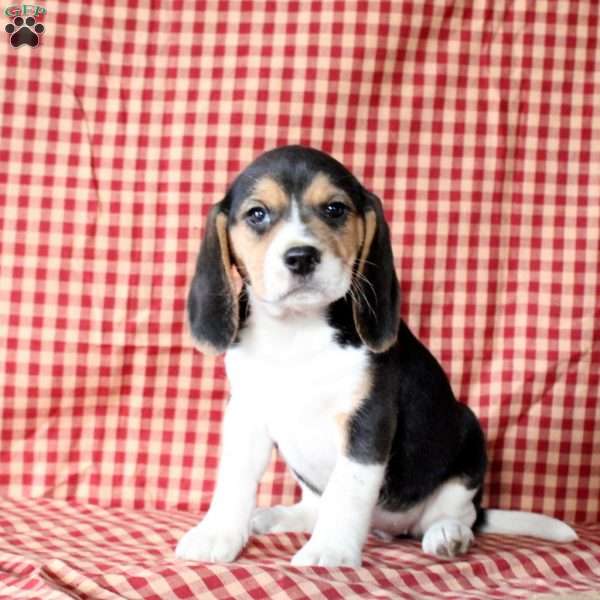 Kendra, Beagle Puppy