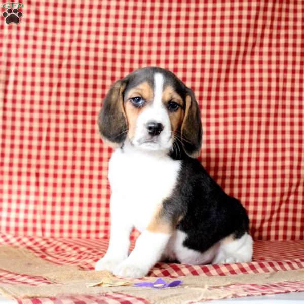 Kenny, Beagle Puppy