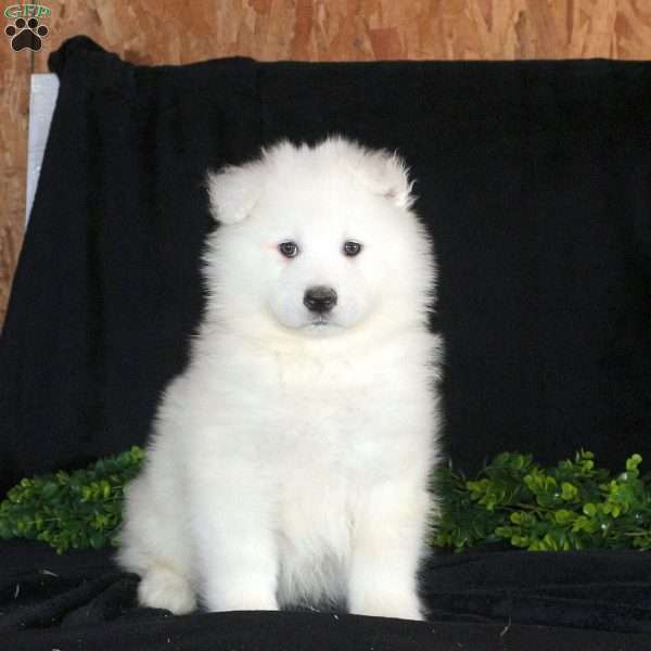 Kevin, Samoyed Puppy