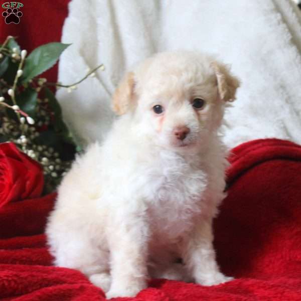 Kevin, Yorkie Mix Puppy