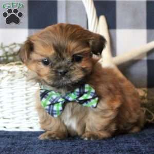 Kevin, Shih Tzu Puppy