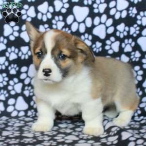 Kevin, Pembroke Welsh Corgi Puppy