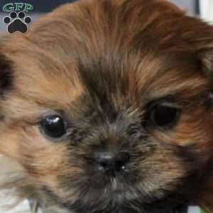 Kevin, Shih Tzu Puppy