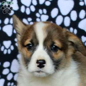 Kevin, Pembroke Welsh Corgi Puppy