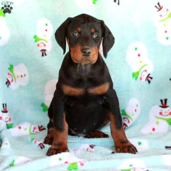 Kezia, Doberman Pinscher Puppy