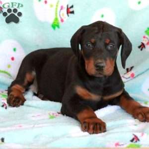 Kezia, Doberman Pinscher Puppy