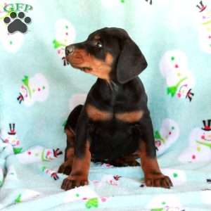 Kezia, Doberman Pinscher Puppy