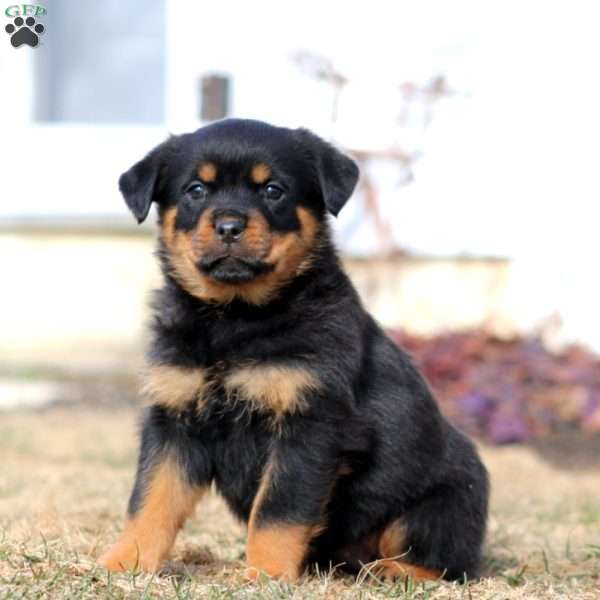 Kia, Rottweiler Puppy