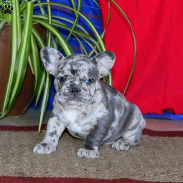 Kia, French Bulldog Puppy