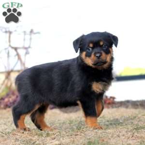 Kia, Rottweiler Puppy