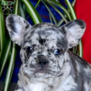 Kia, French Bulldog Puppy