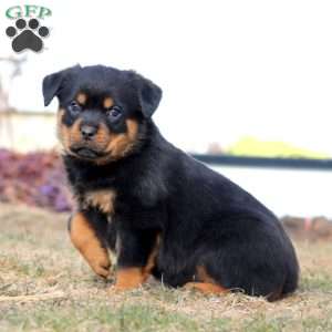 Kia, Rottweiler Puppy